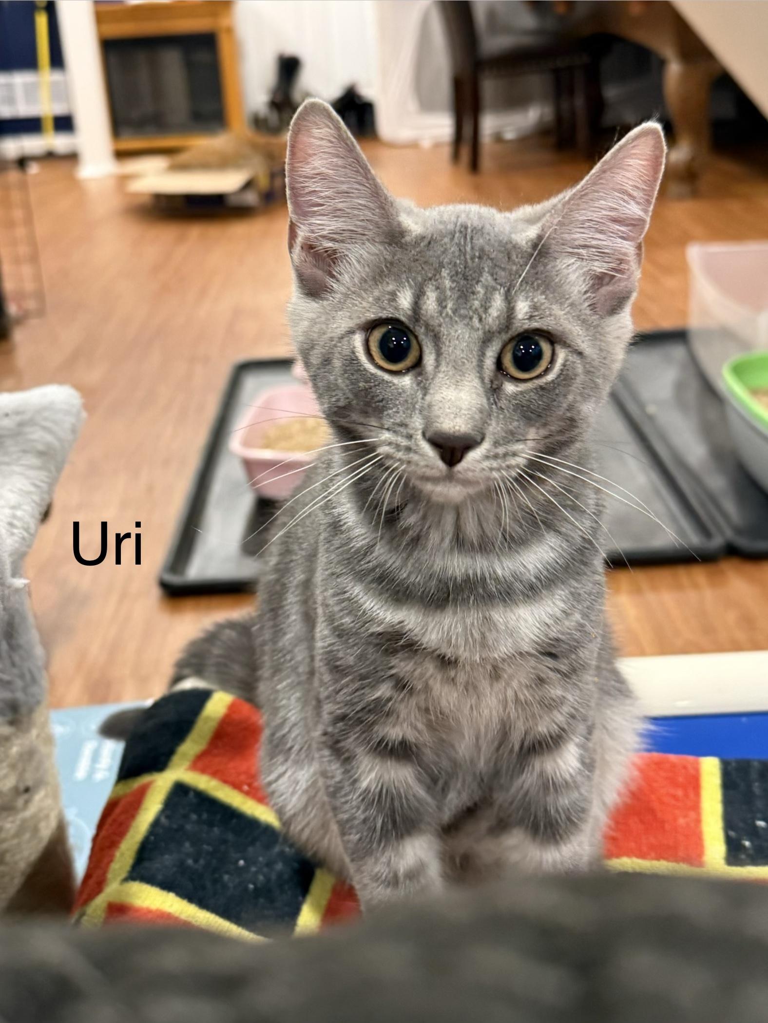 Enlarge Uri, an adopted Domestic Short Hair in Middletown, CT image 2/3