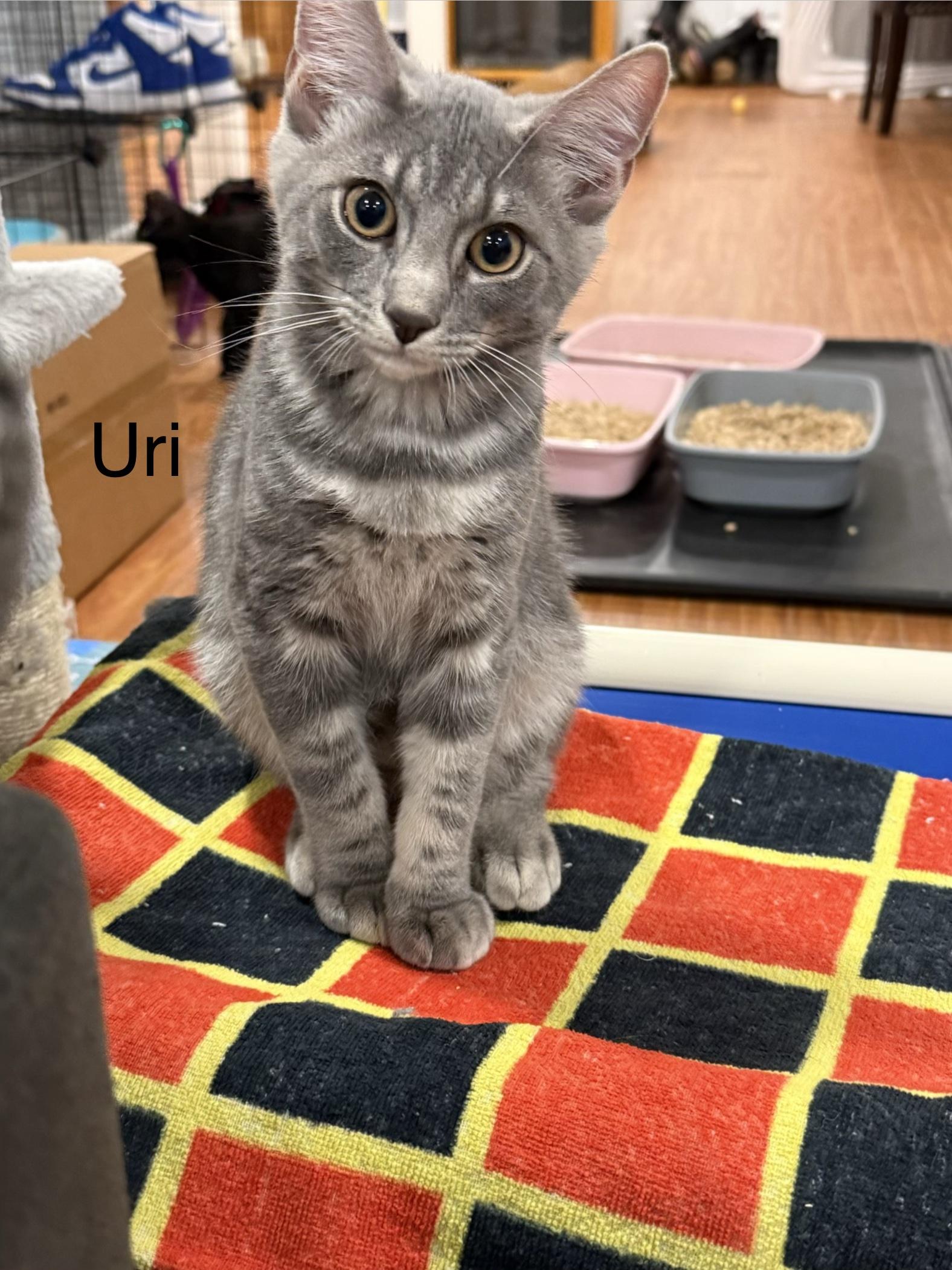 Enlarge Uri, an adopted Domestic Short Hair in Middletown, CT image 3/3