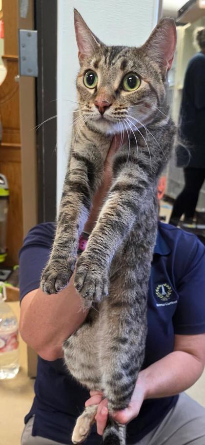 Felicity, Adoptable, Adult Female Domestic Short Hair & Domestic Short Hair.