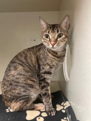 Felicity, Adoptable, Adult Female Domestic Short Hair & Domestic Short Hair.