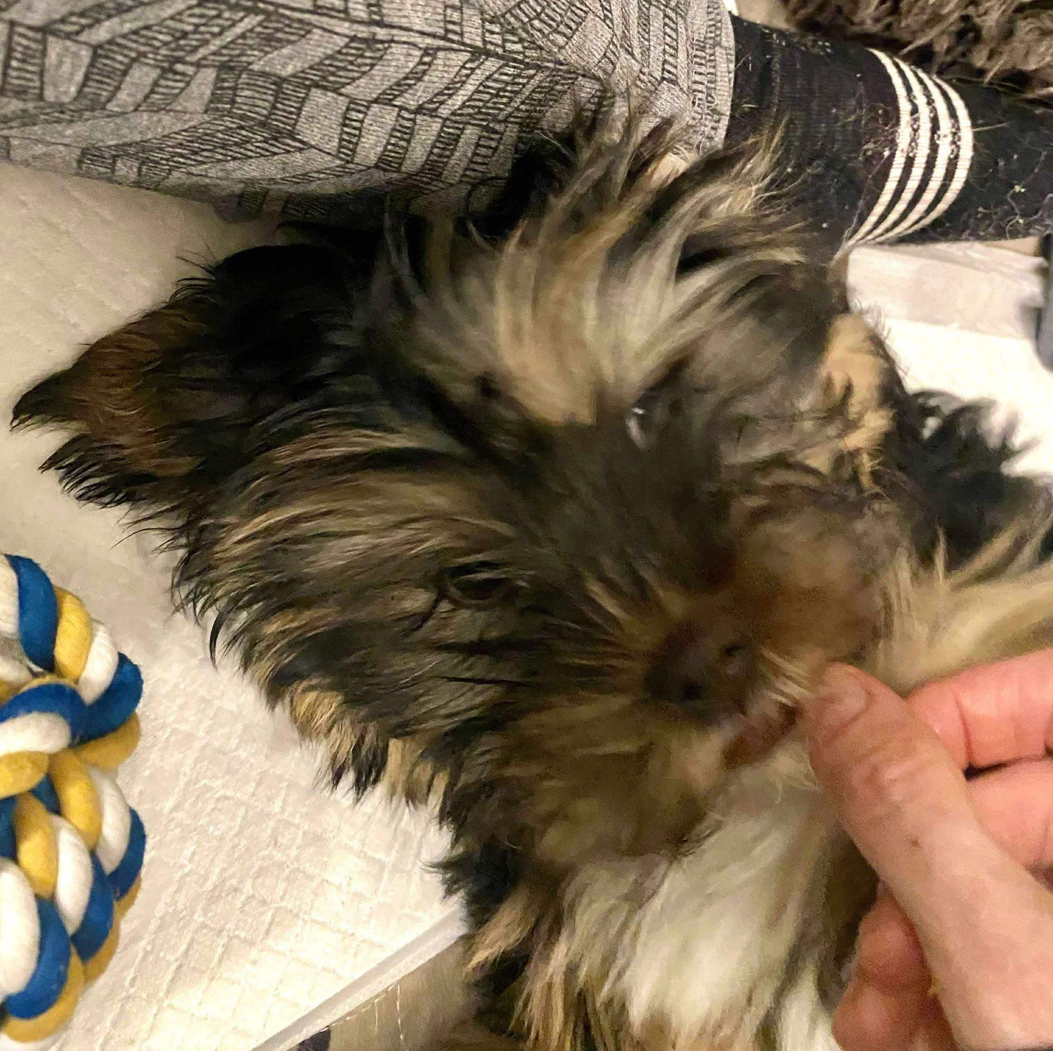 Bunny, Adoptable, Young Female Yorkshire Terrier.