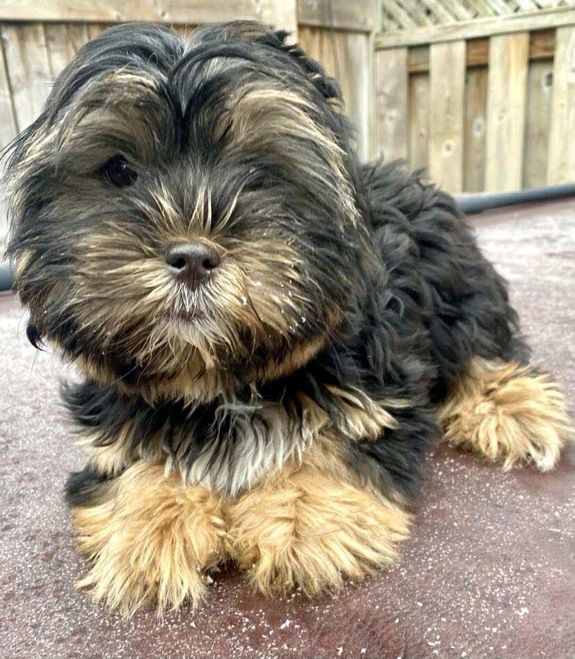 Enlarge Bunny, a Adoptable Yorkshire Terrier in Toronto, ON image 2/5