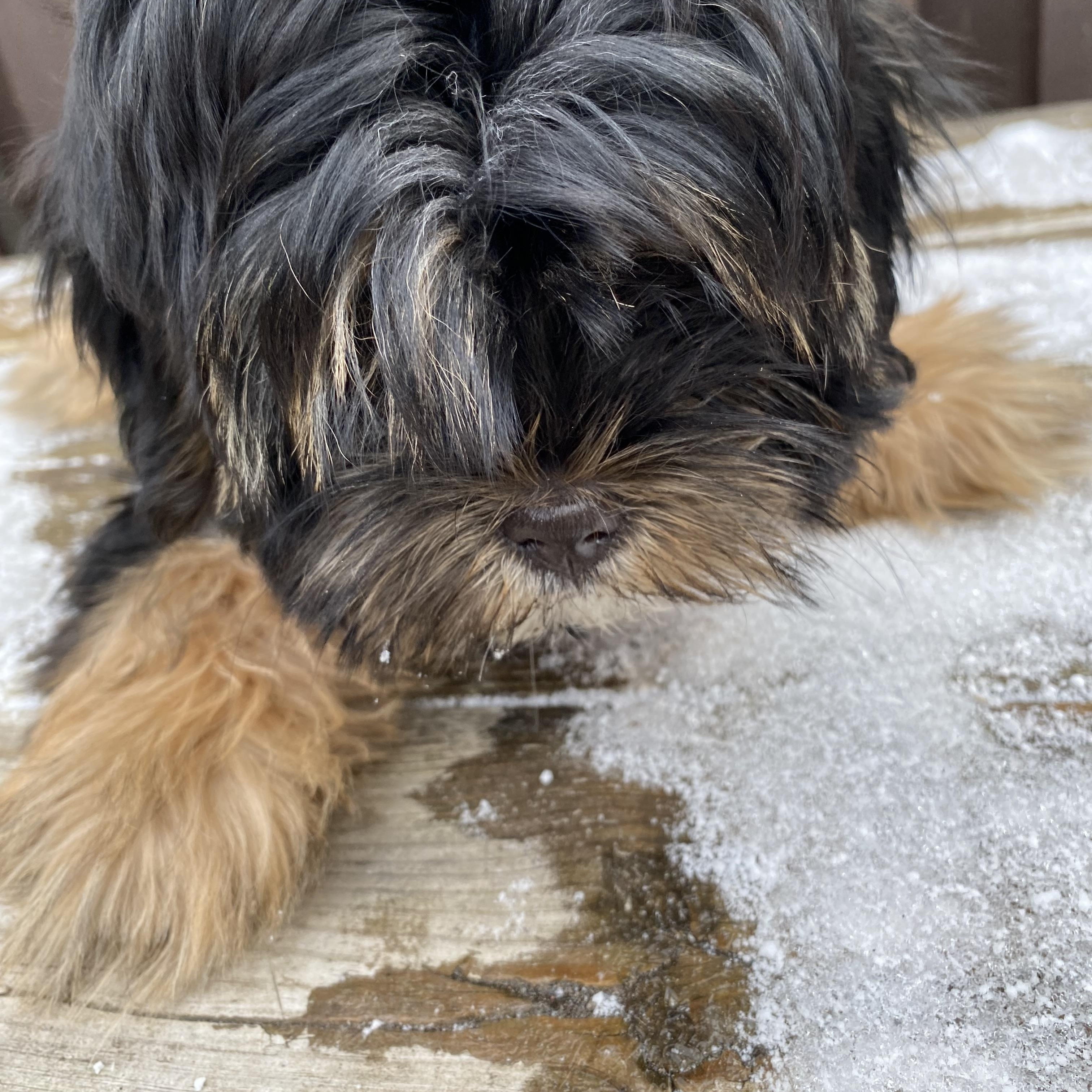 Enlarge Bunny, a Adoptable Yorkshire Terrier in Toronto, ON image 3/5