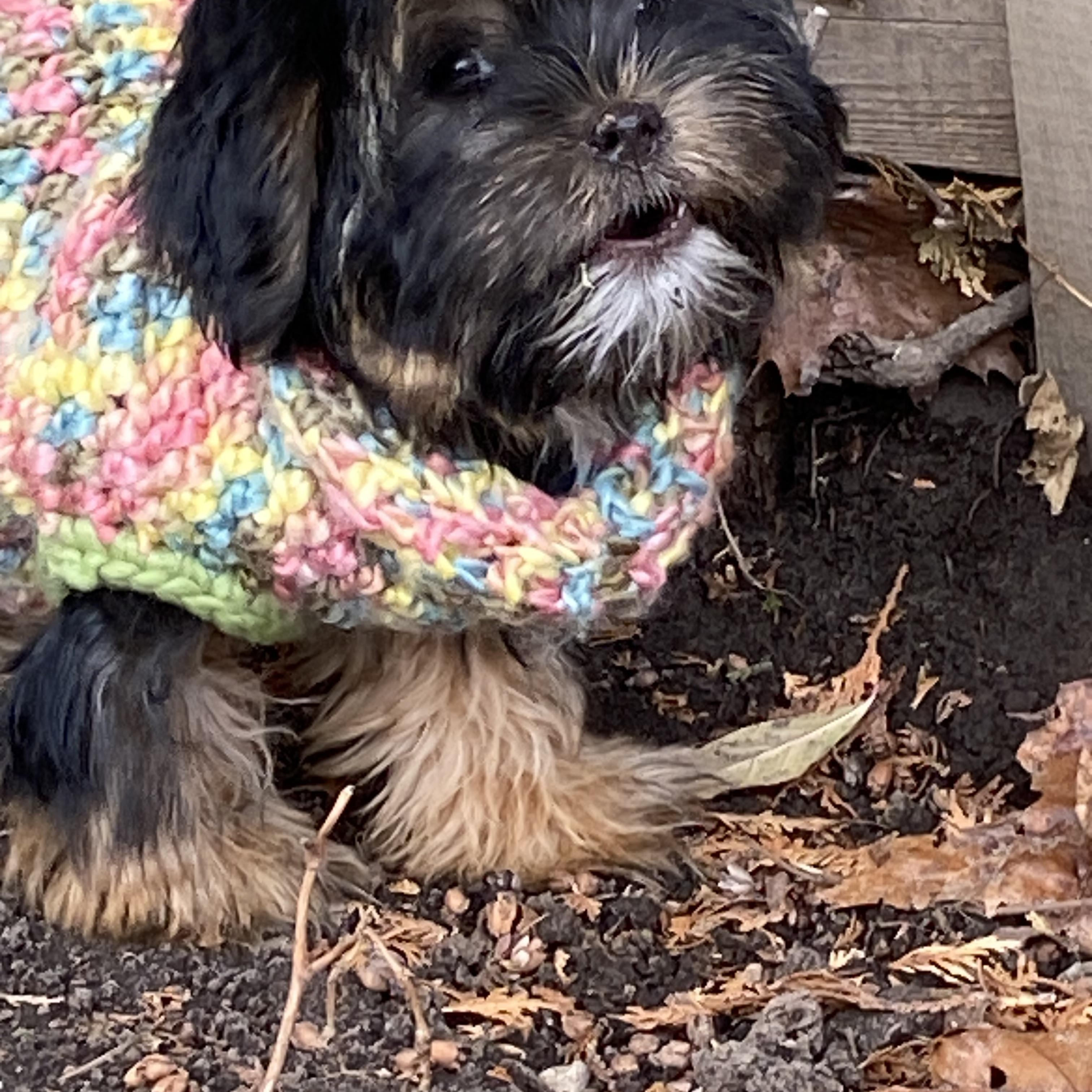 Bunny, Adoptable, Young Female Yorkshire Terrier.