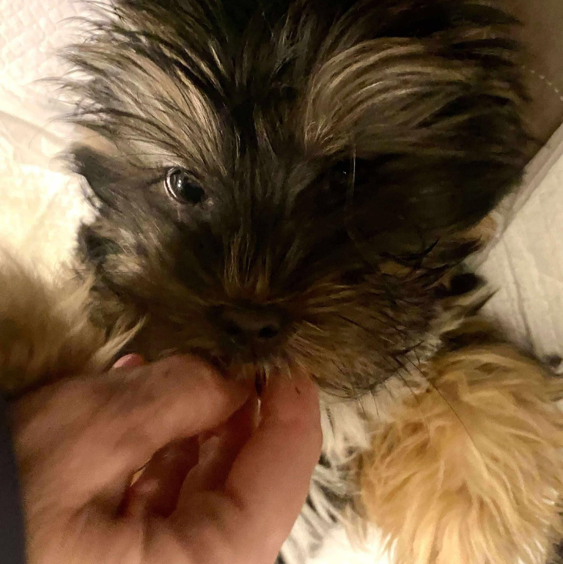 Enlarge Bunny, a Adoptable Yorkshire Terrier in Toronto, ON image 4/5