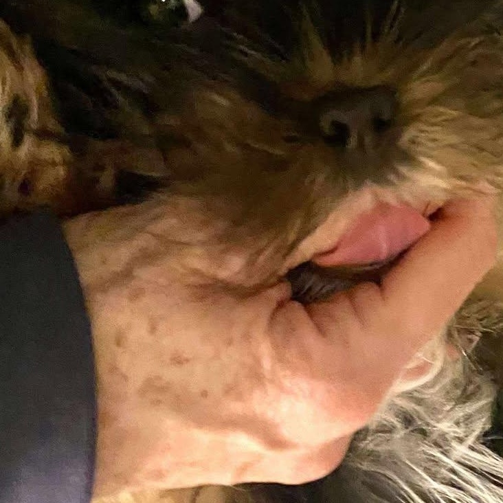 Enlarge Bunny, a Adoptable Yorkshire Terrier in Toronto, ON image 5/5