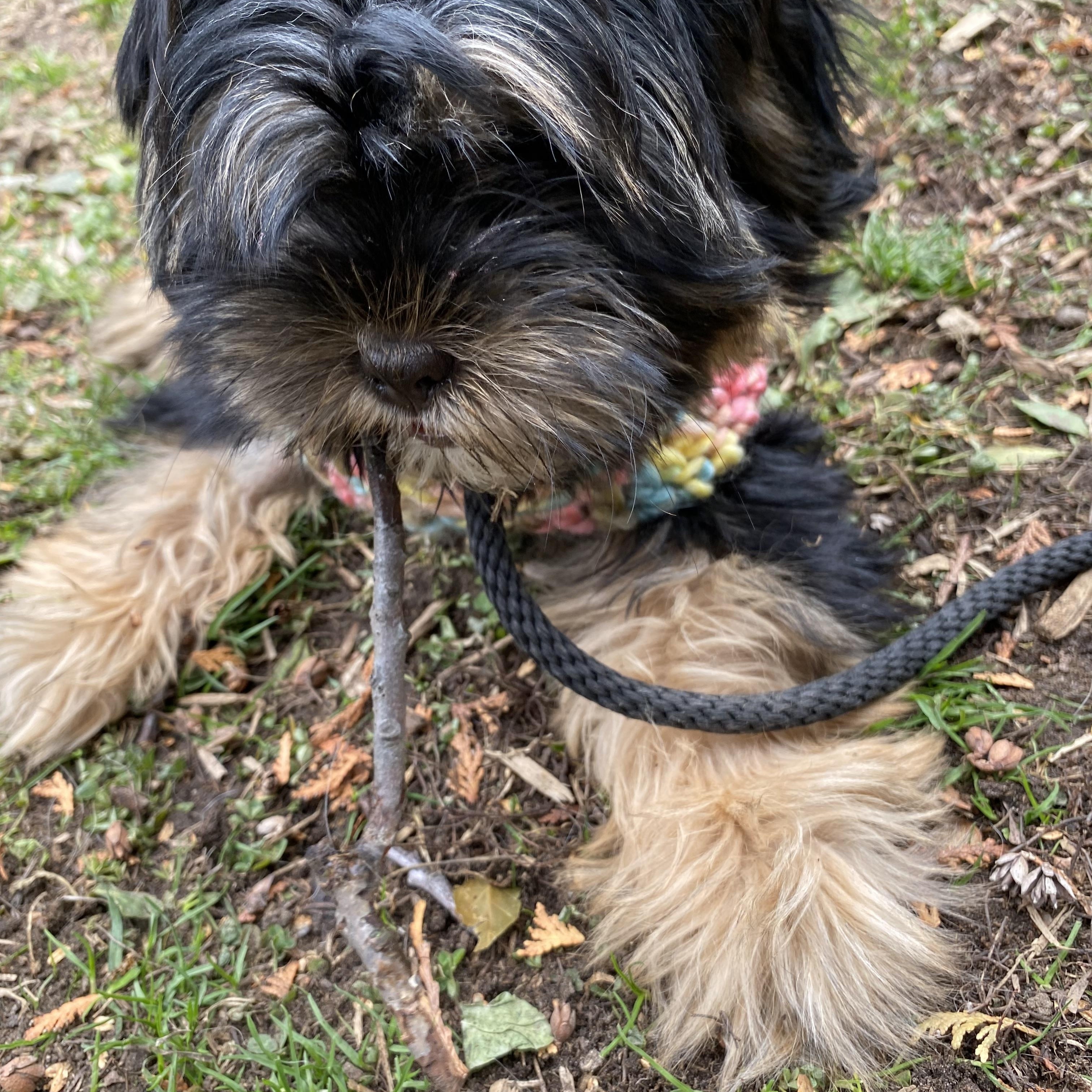 Enlarge Bunny, a Adoptable Yorkshire Terrier in Toronto, ON image 3/4
