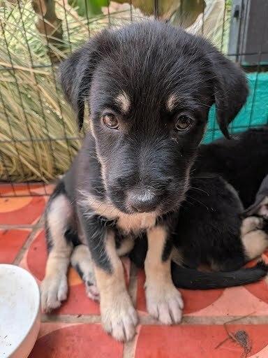 Enlarge Bosko, a Adoptable mixed breed in Pacifica, CA image 1/5