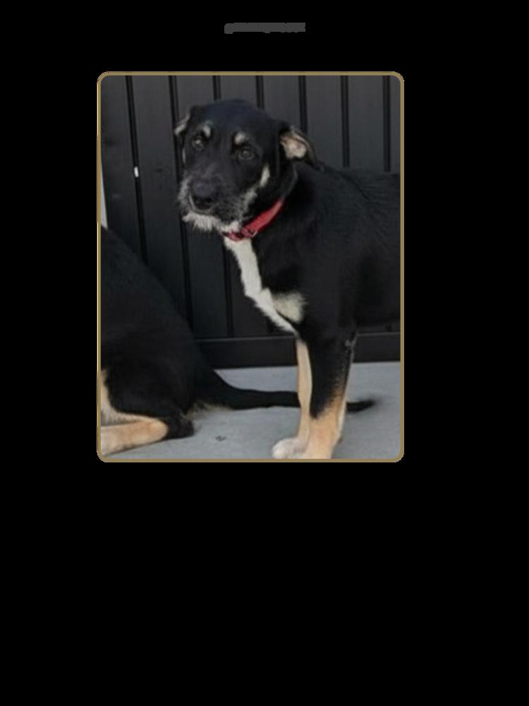 Bosko, a Adoptable mixed breed in Pacifica, CA image 3/6