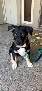 Bosko, a Adoptable mixed breed in Pacifica, CA image 4/6
