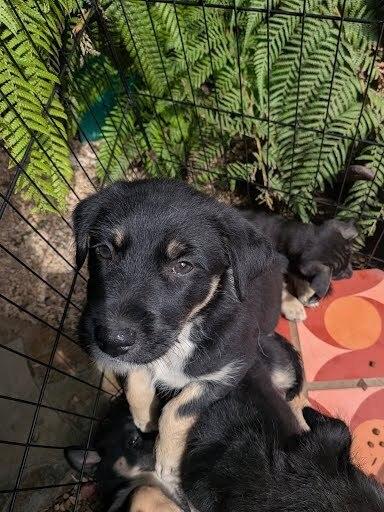 Enlarge Bosko, a Adoptable mixed breed in Pacifica, CA image 5/5