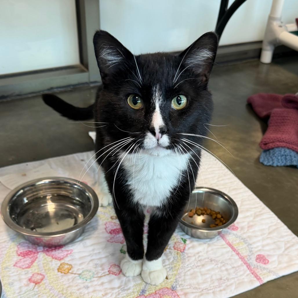 Onism, Adoptable, Adult Male Domestic Short Hair.
