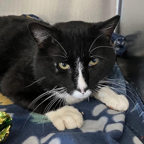 Onism, a Adoptable Domestic Short Hair in DeKalb, IL image 2/2