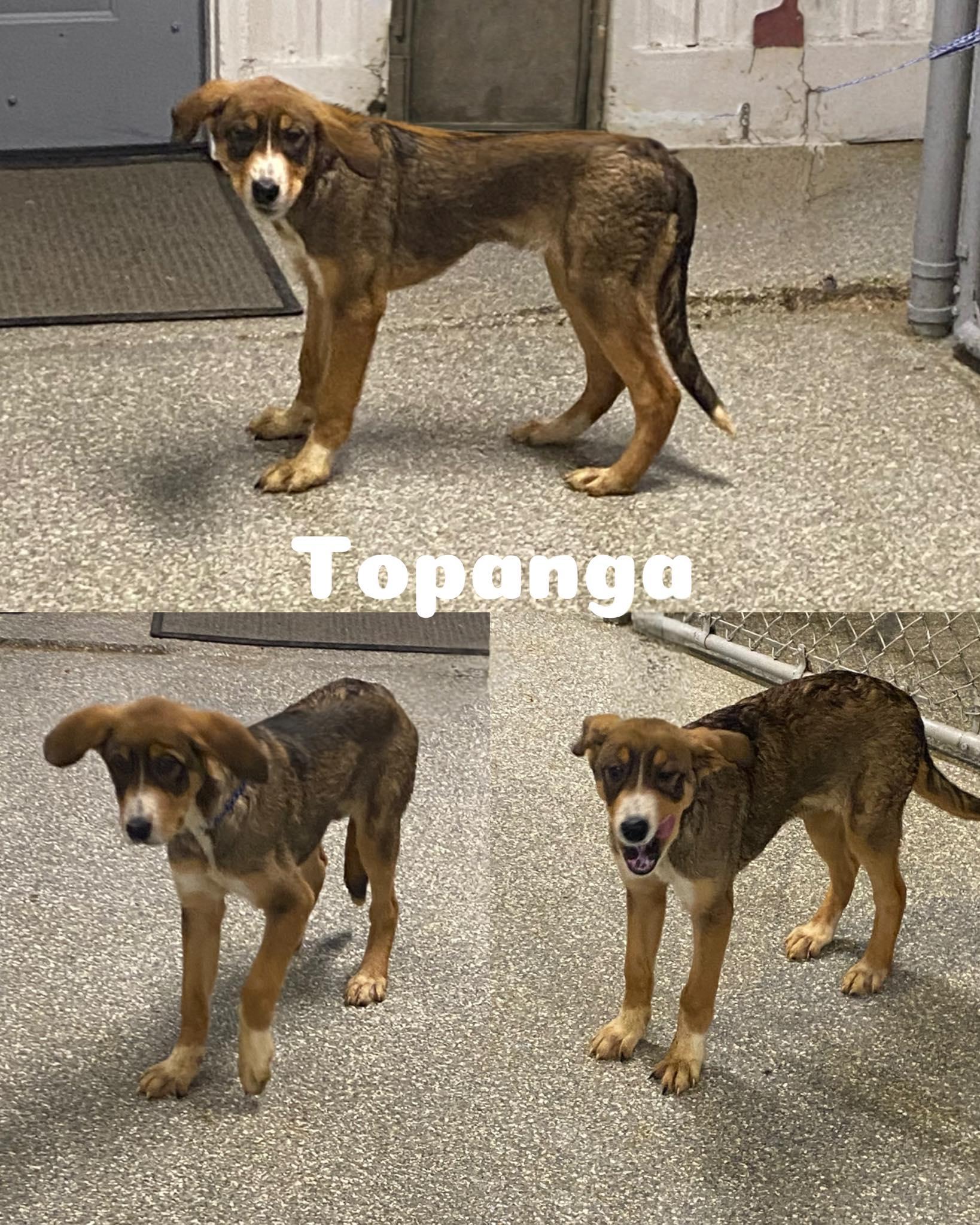 Topanga, Adoptable, Young Female Shepherd.