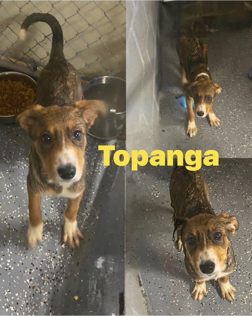 Enlarge Topanga, a Adoptable mixed breed in Saint James, MO image 2/2