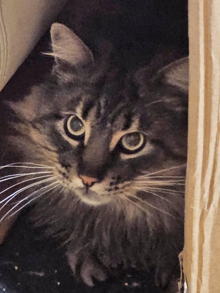 Star Bonded Pair With thumbnail 3