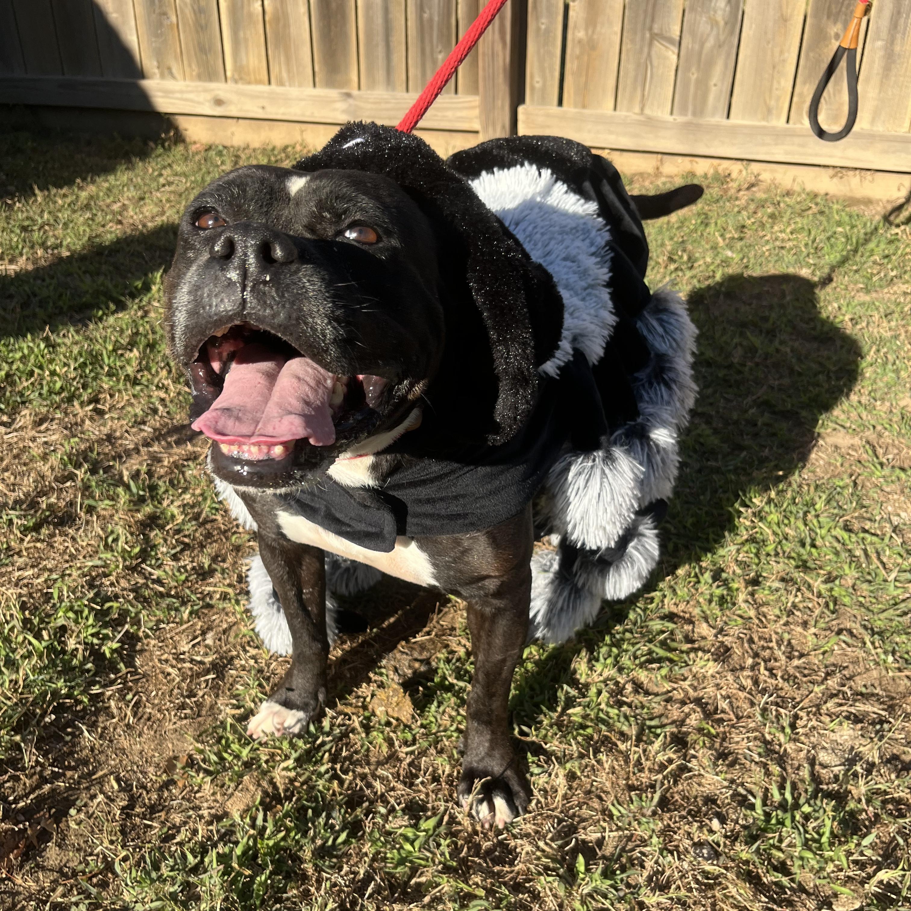 Enlarge Holly, a Adoptable mixed breed in Willis, TX image 1/5