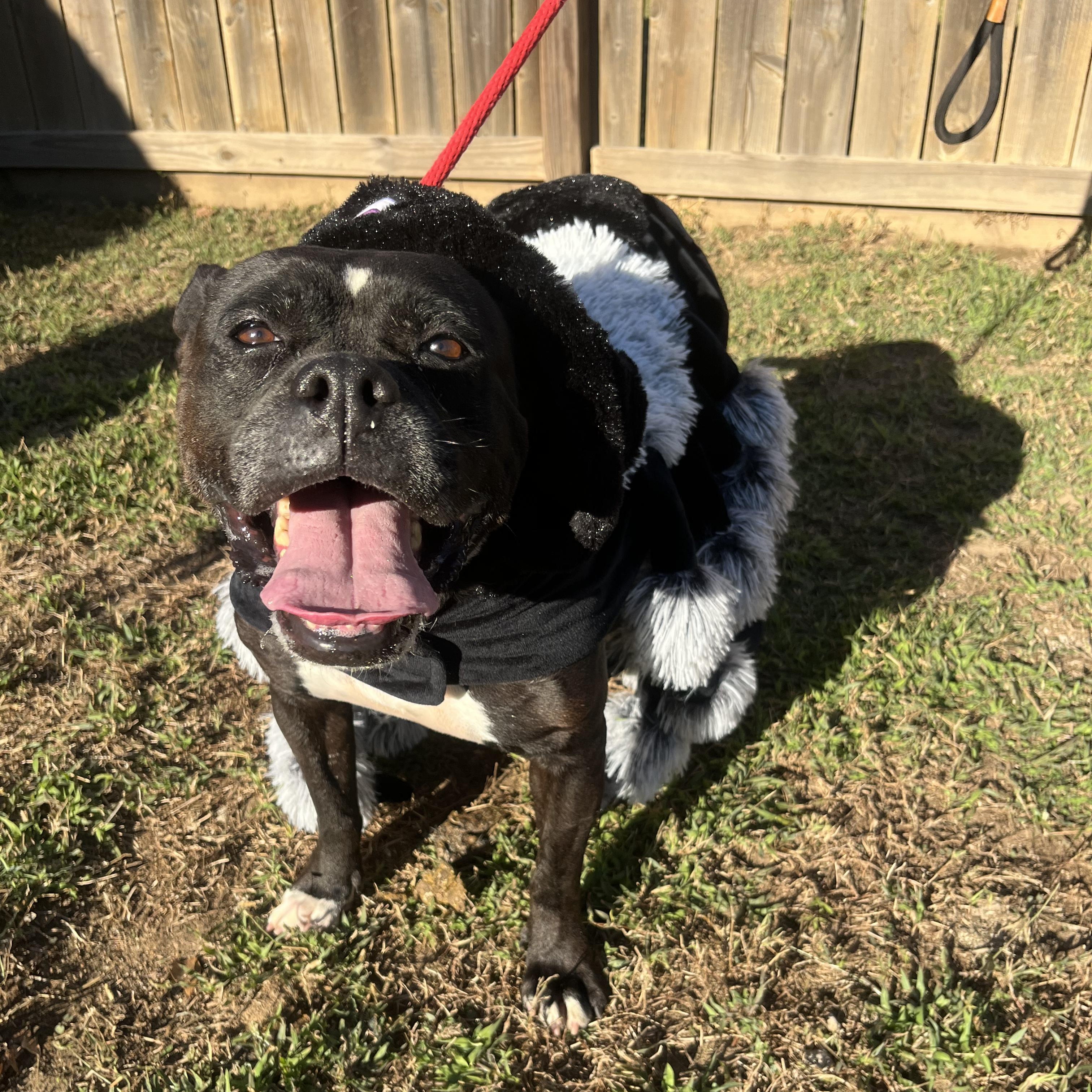 Enlarge Holly, a Adoptable mixed breed in Willis, TX image 4/5