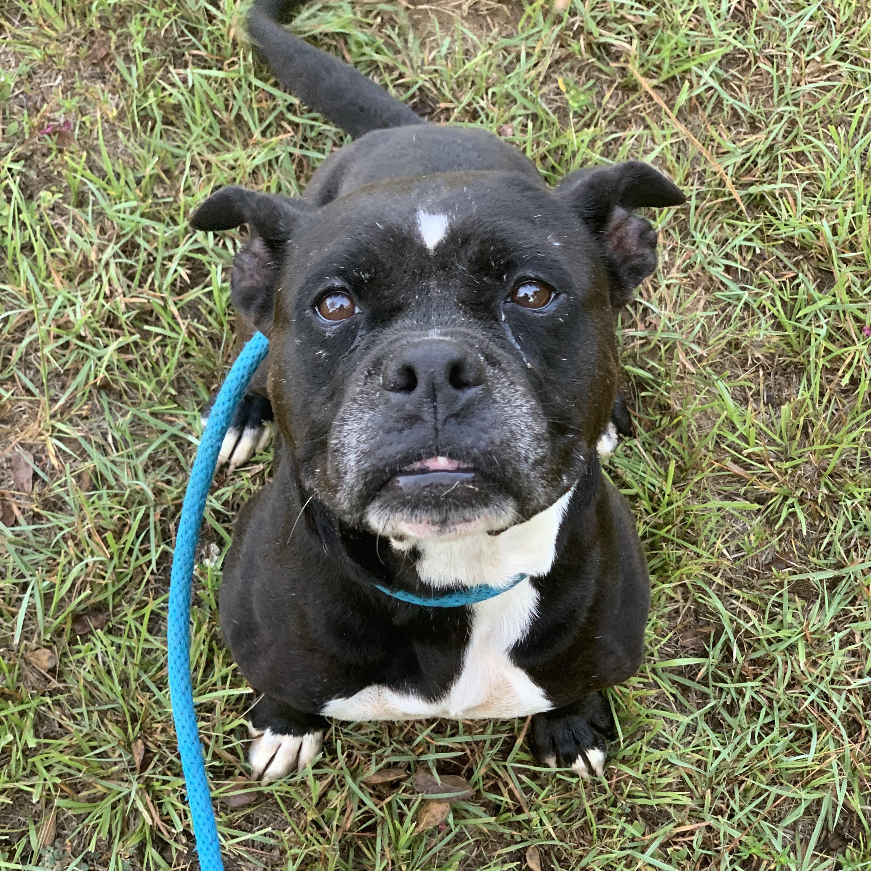 Enlarge Holly, a Adoptable mixed breed in Willis, TX image 2/5