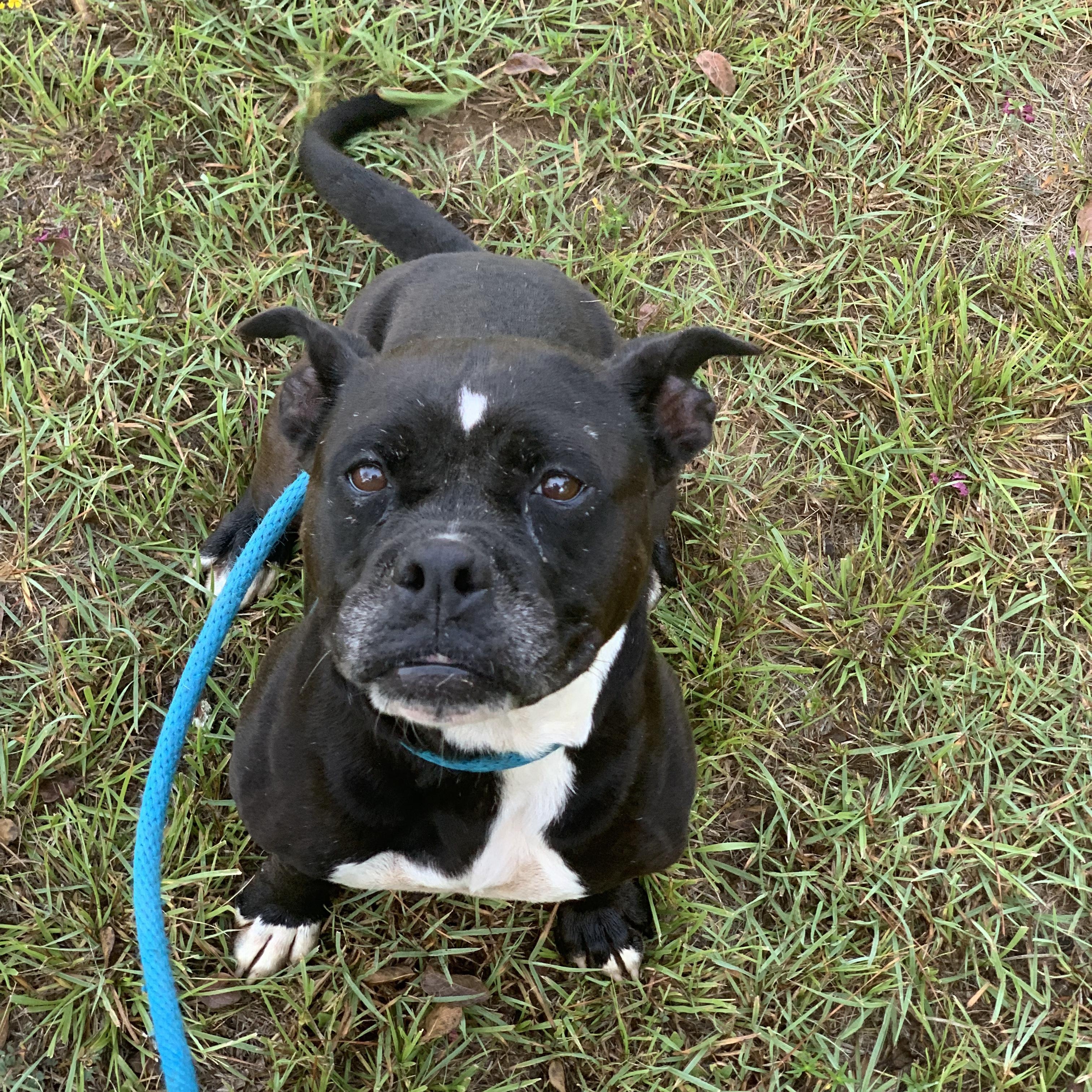 Enlarge Holly, a Adoptable mixed breed in Willis, TX image 3/5