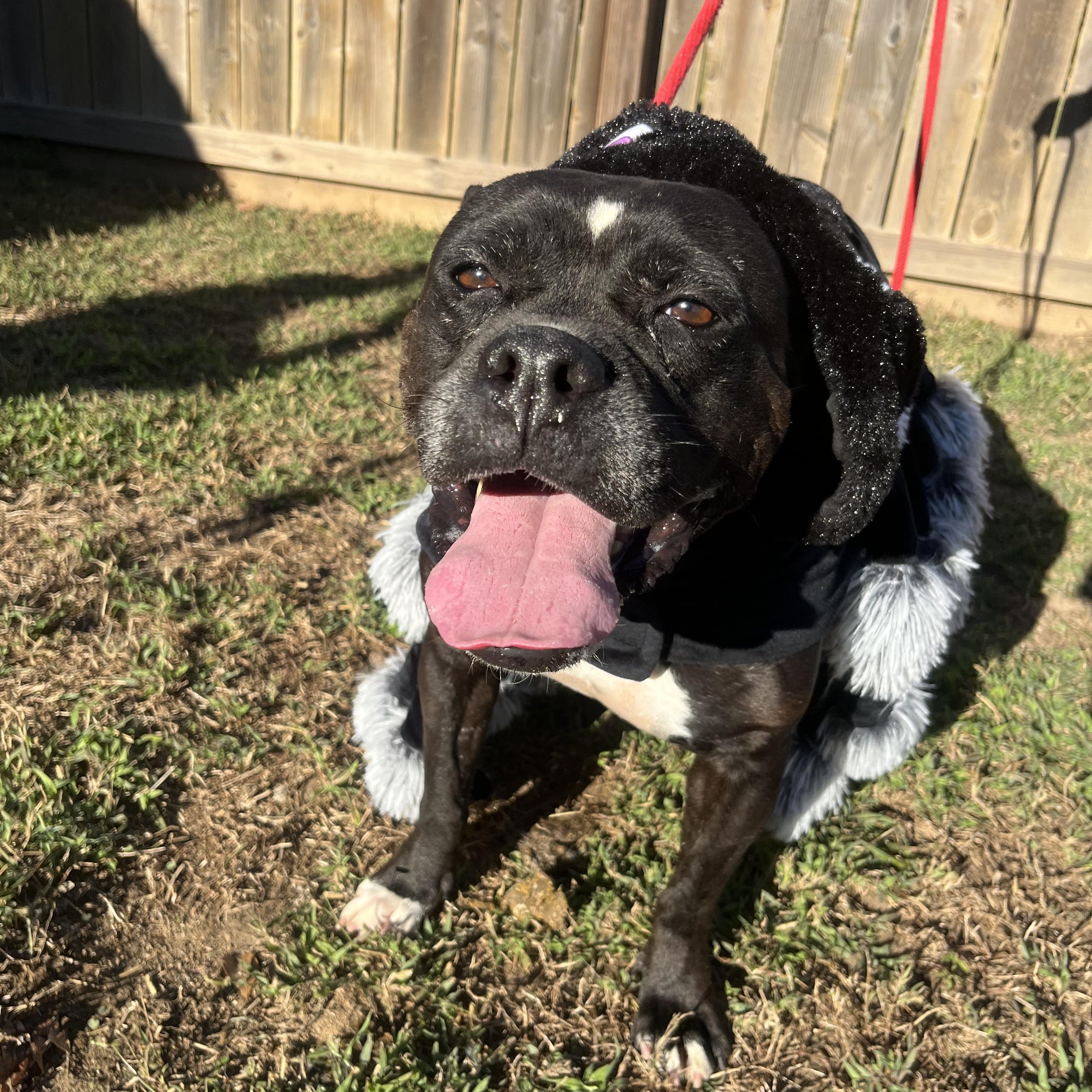 Enlarge Holly, a Adoptable mixed breed in Willis, TX image 5/5