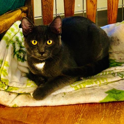 Enlarge Duke, a Adoptable Domestic Short Hair in East Smithfield , PA image 1/6