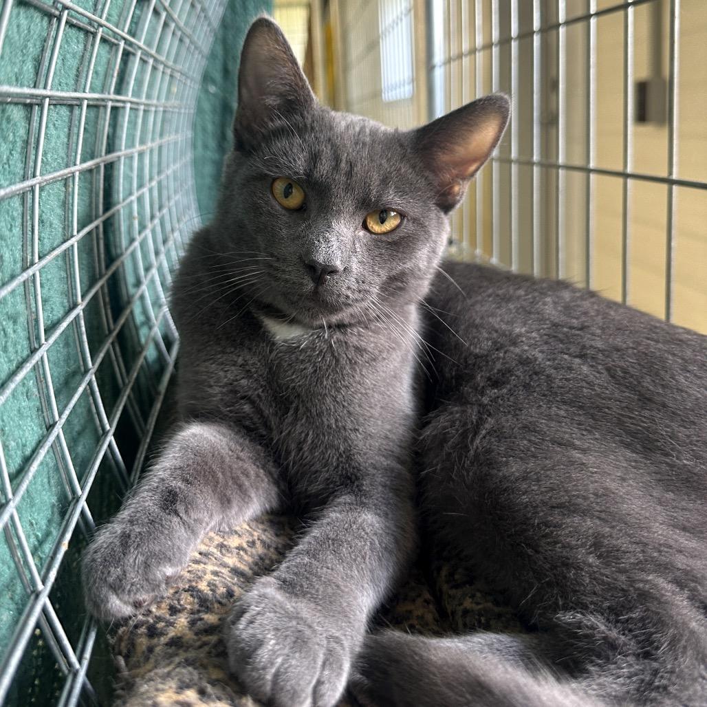 Enlarge Duke, a Adoptable Domestic Short Hair in East Smithfield , PA image 3/6