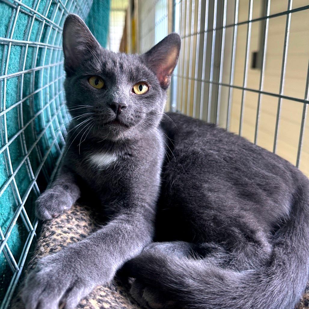 Enlarge Duke, a Adoptable Domestic Short Hair in East Smithfield , PA image 4/6