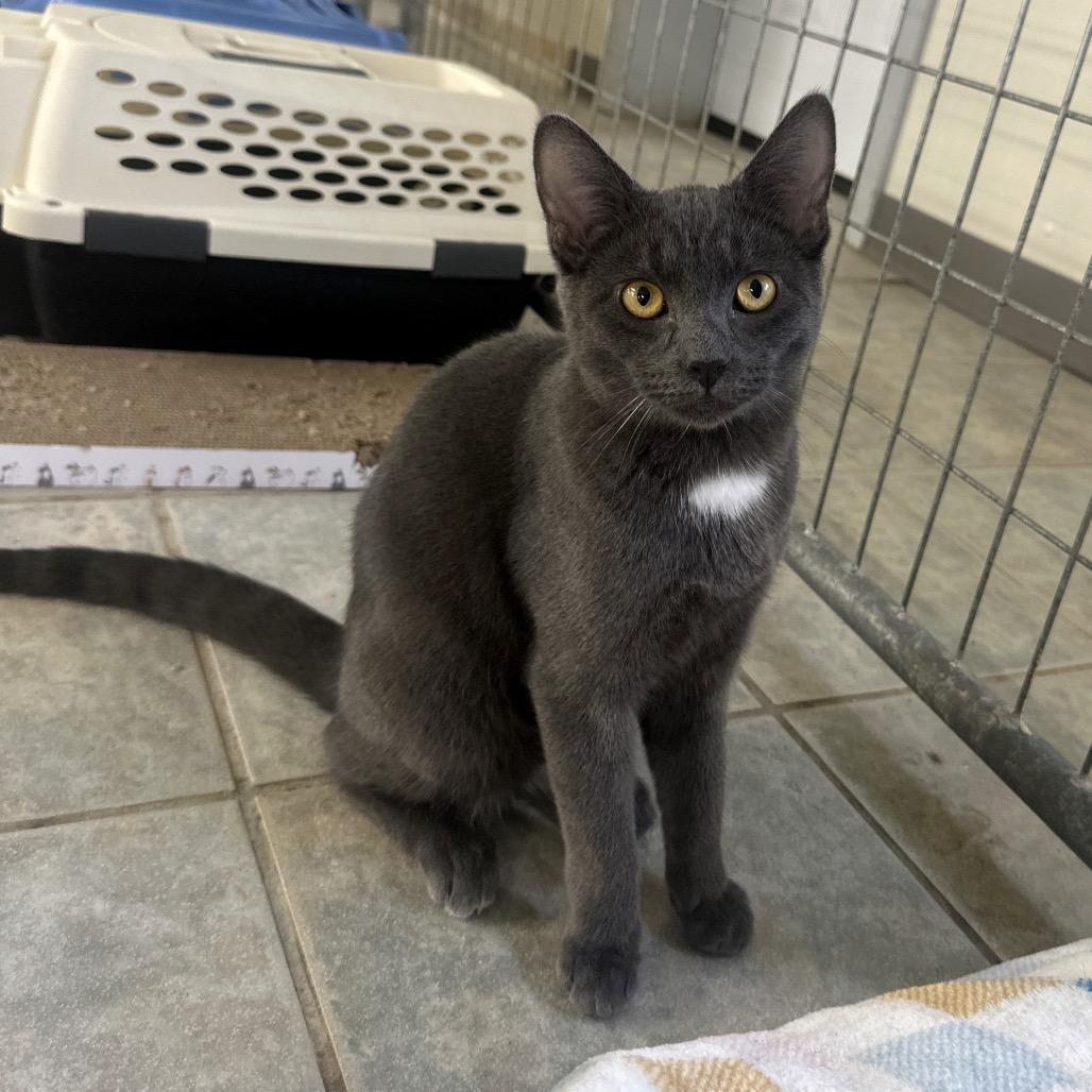 Enlarge Duke, a Adoptable Domestic Short Hair in East Smithfield , PA image 5/6