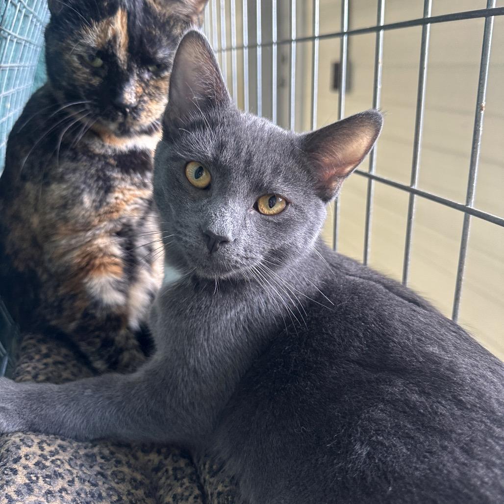 Enlarge Duke, a Adoptable Domestic Short Hair in East Smithfield , PA image 6/6