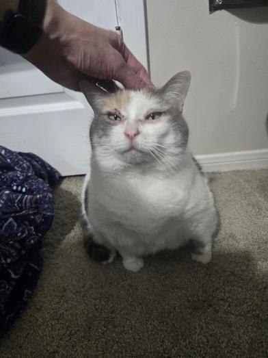 Bailey, Adoptable, Adult Female Calico & Domestic Short Hair.