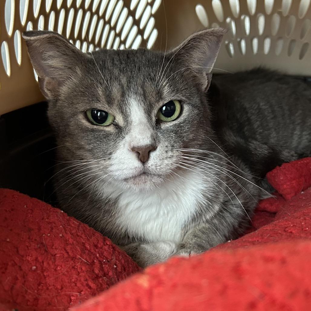 Enlarge Chris, a Adoptable Domestic Short Hair in Wheeling, IL image 1/6