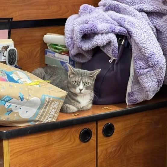 Enlarge Chris, a Adoptable Domestic Short Hair in Wheeling, IL image 4/6