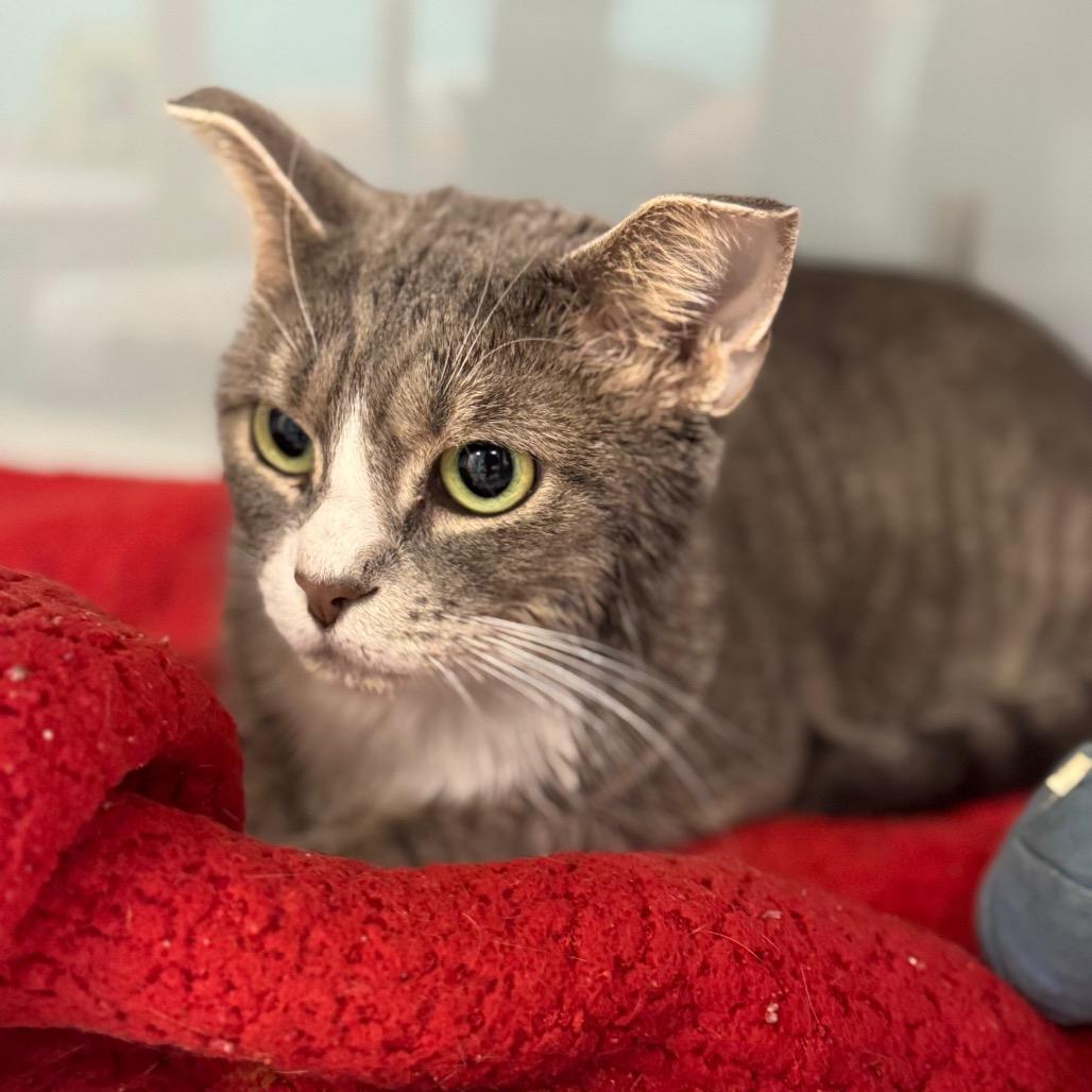 Enlarge Chris, a Adoptable Domestic Short Hair in Wheeling, IL image 5/6