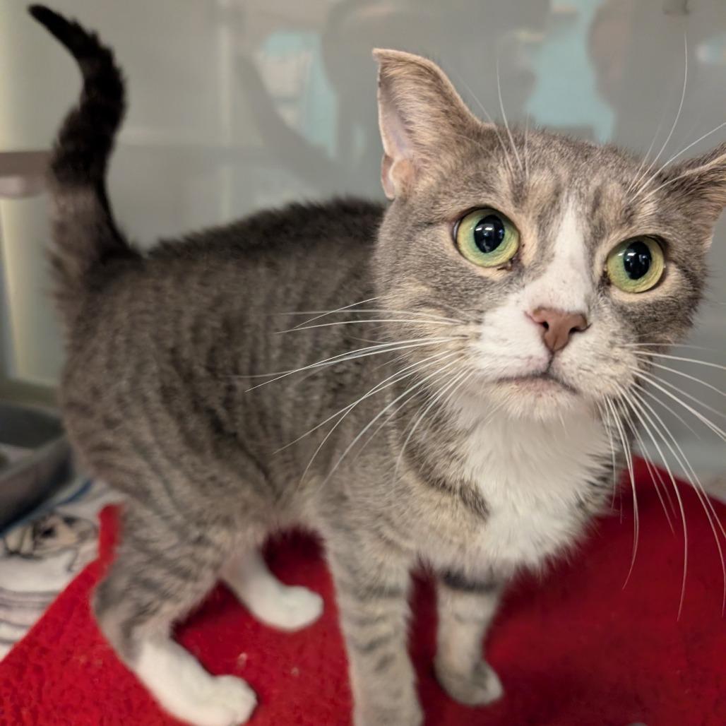 Enlarge Chris, a Adoptable Domestic Short Hair in Wheeling, IL image 6/6