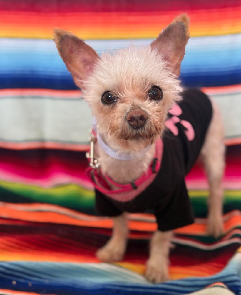 Delia, Adoptable, Adult Female Maltese.
