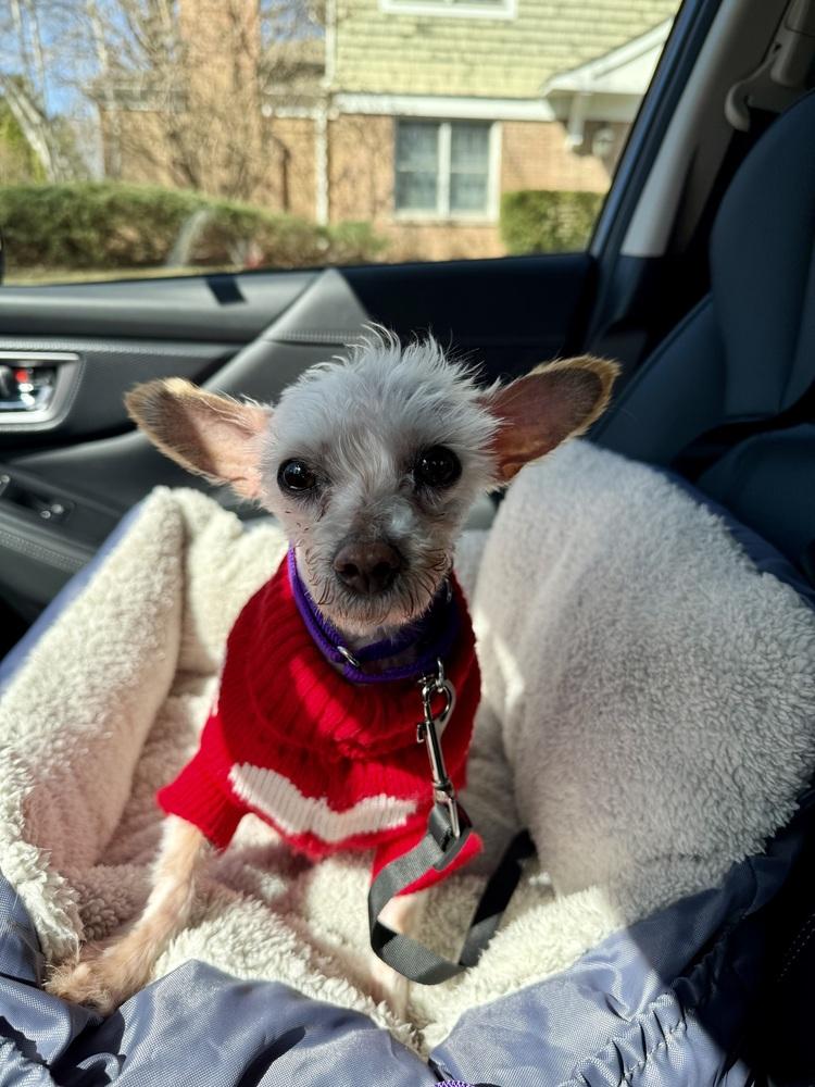 Delia, Adoptable, Adult Female Maltese.