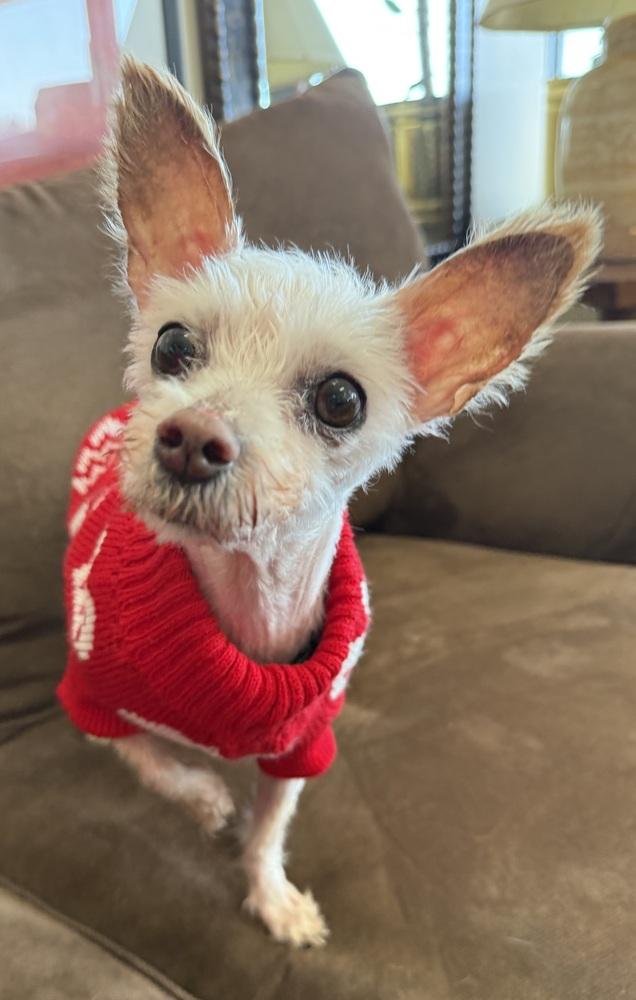 Enlarge Delia, a Adoptable Maltese in Mundelein, IL image 2/6