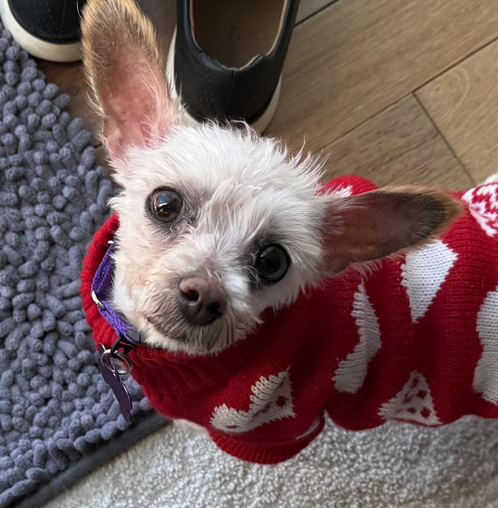 Enlarge Delia, a Adoptable Maltese in Mundelein, IL image 3/6