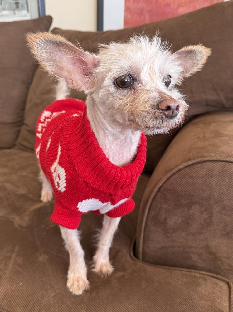Enlarge Delia, a Adoptable Maltese in Mundelein, IL image 4/6