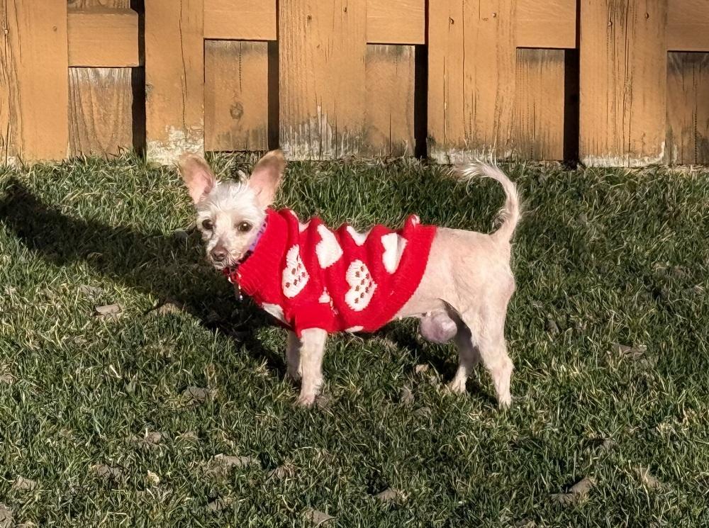 Enlarge Delia, a Adoptable Maltese in Mundelein, IL image 5/6