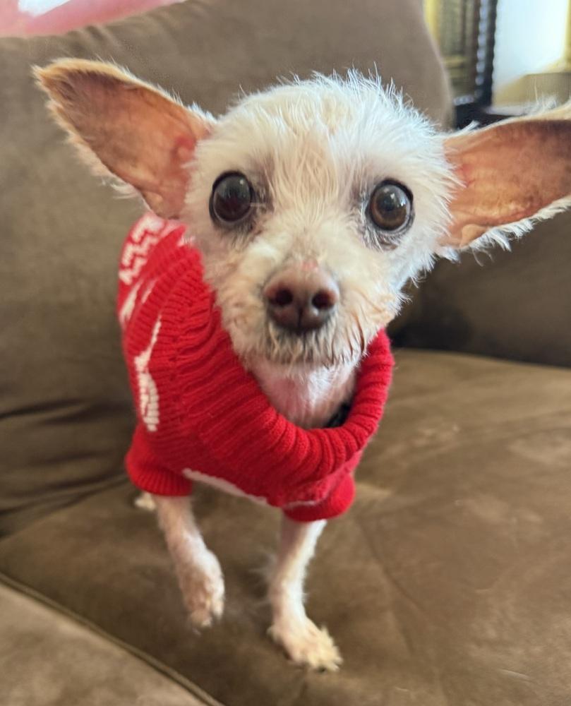 Enlarge Delia, a Adoptable Maltese in Mundelein, IL image 6/6
