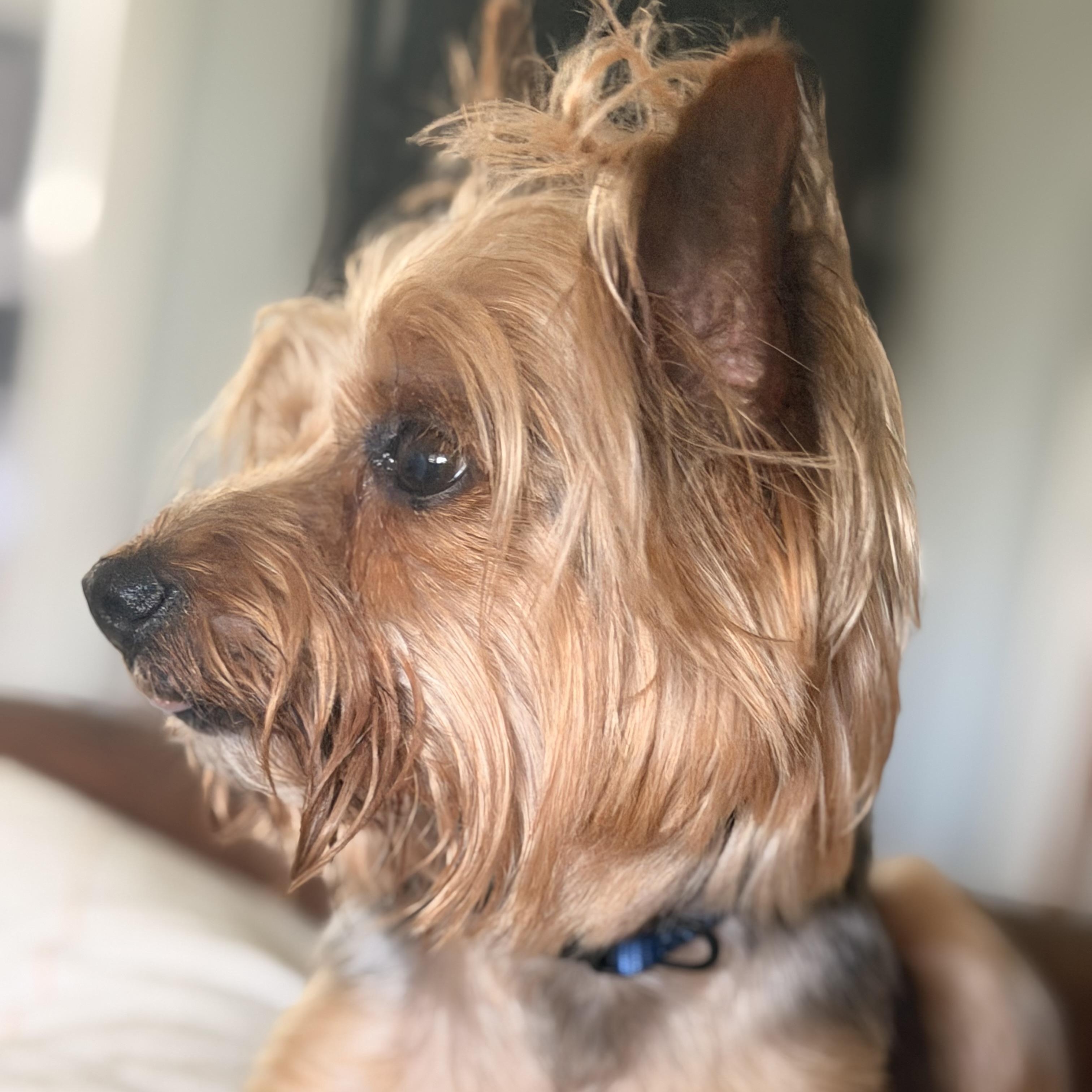 Duke, an adopted Yorkshire Terrier in Wilmington, IL image 3/4