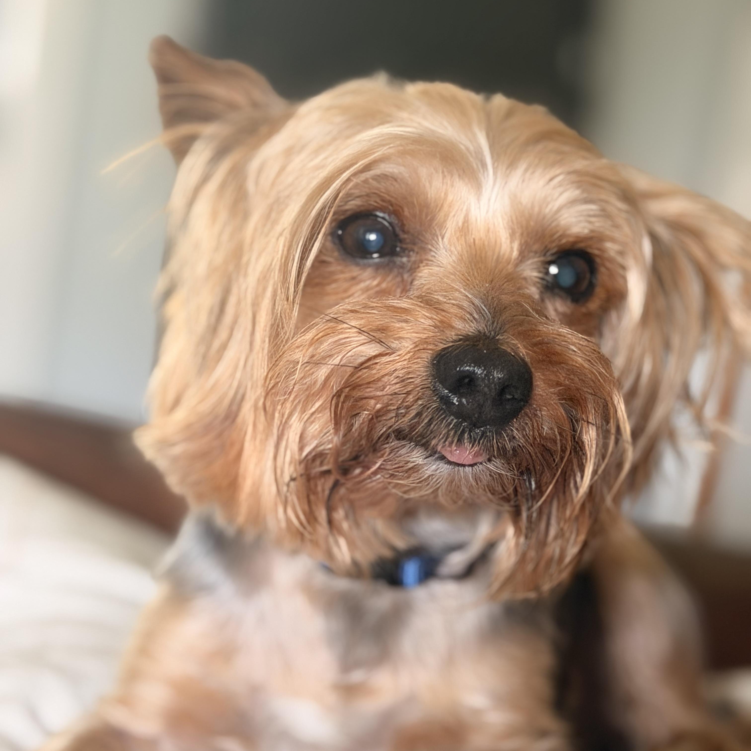Duke, an adopted Yorkshire Terrier in Wilmington, IL image 4/4