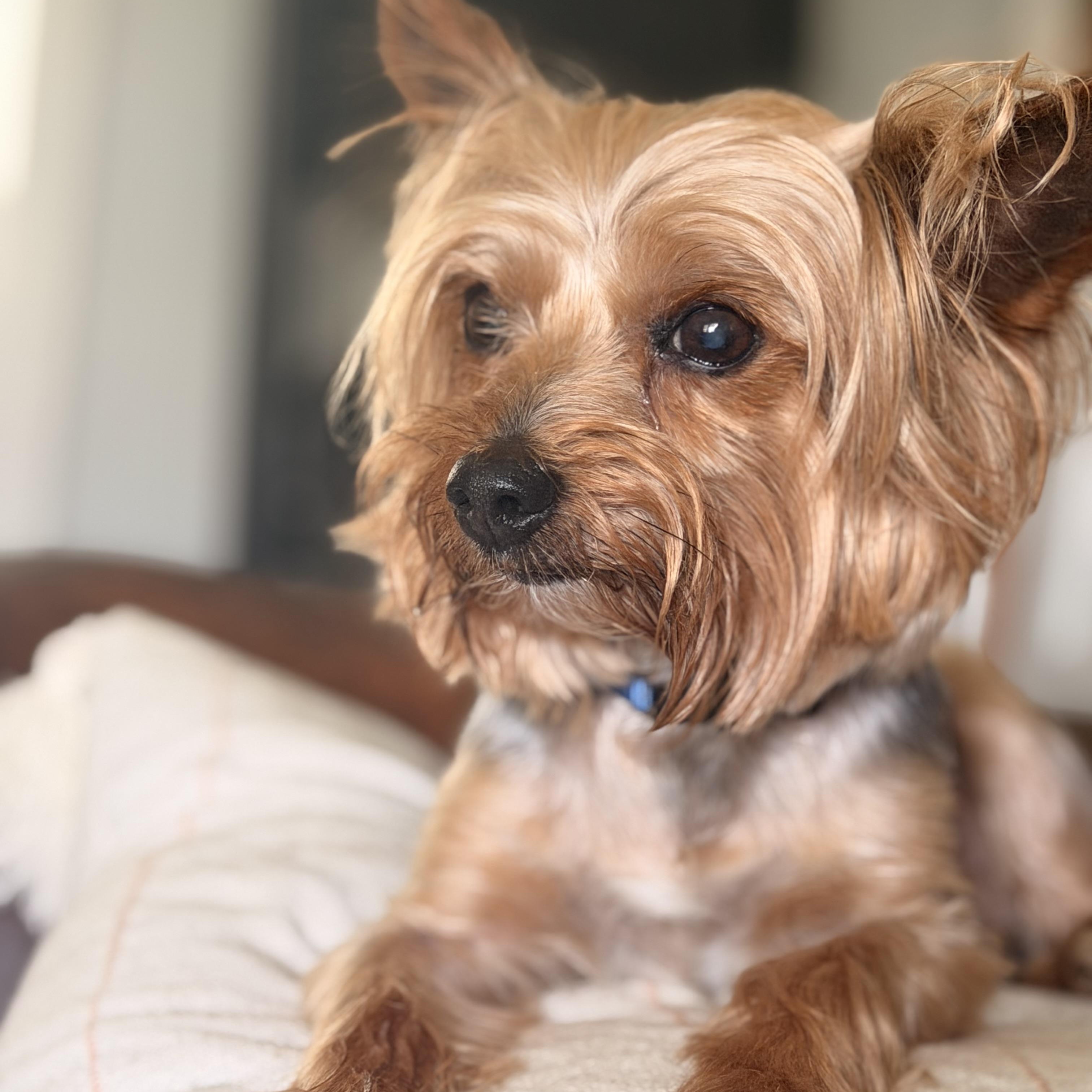 Duke, ADOPTABLE, Adult Male Yorkshire Terrier.