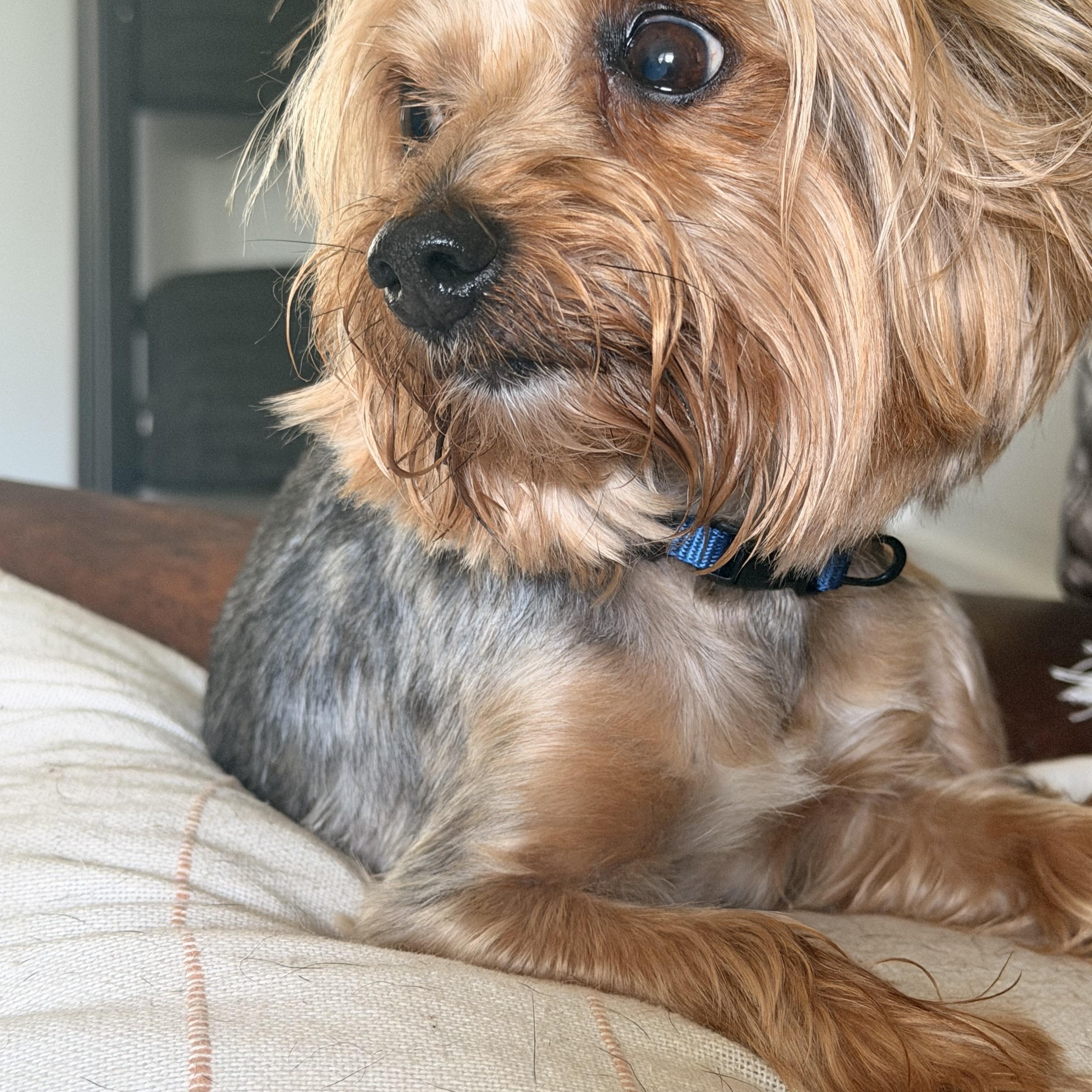 Duke, an adopted Yorkshire Terrier in Wilmington, IL image 2/4