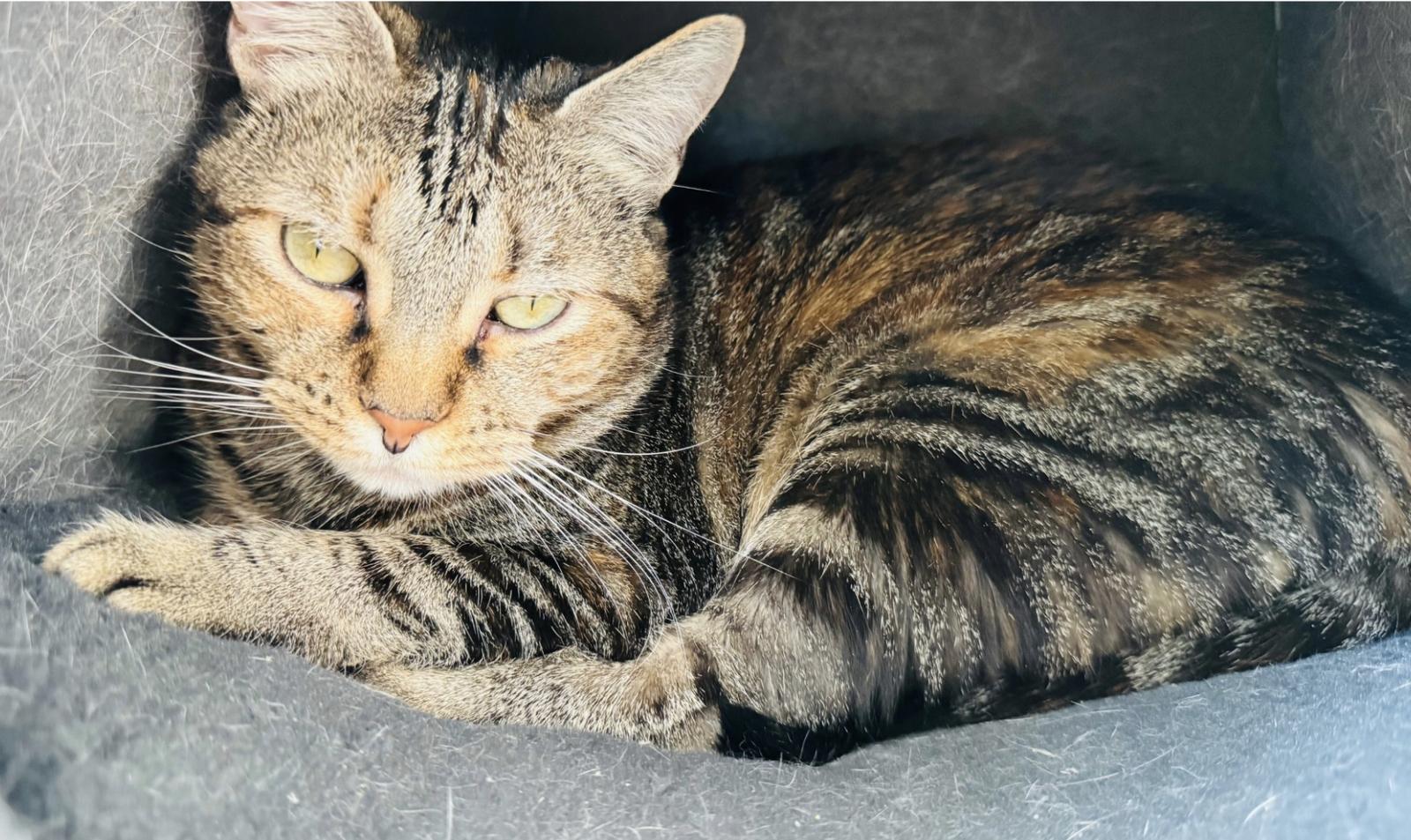 Lil' Bit (FIV+), Adopted, Adult Female Domestic Short Hair.