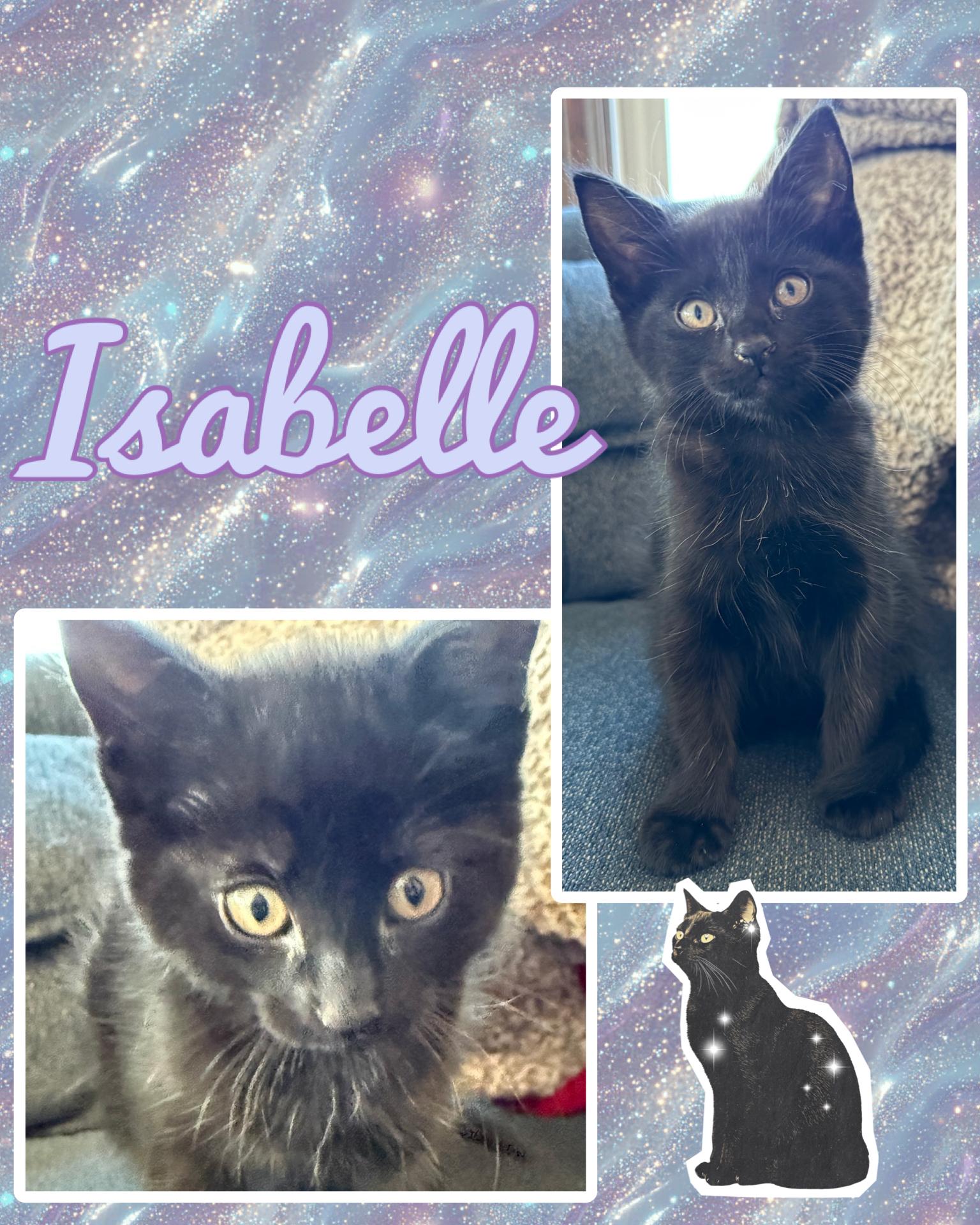 Enlarge Isabelle, a ADOPTABLE Domestic Short Hair in Pasco, WA image 3/3