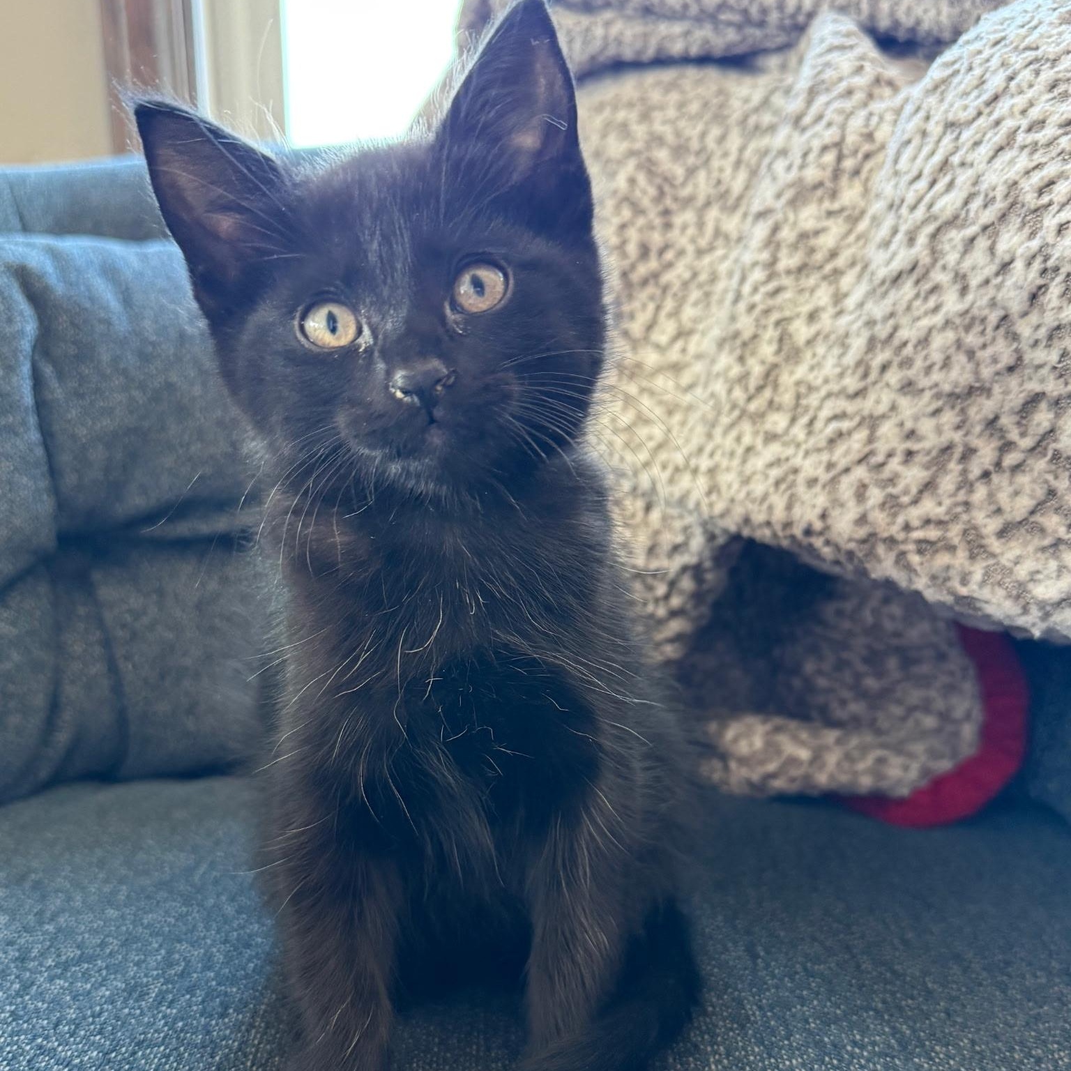 Enlarge Isabelle, a ADOPTABLE Domestic Short Hair in Pasco, WA image 1/3