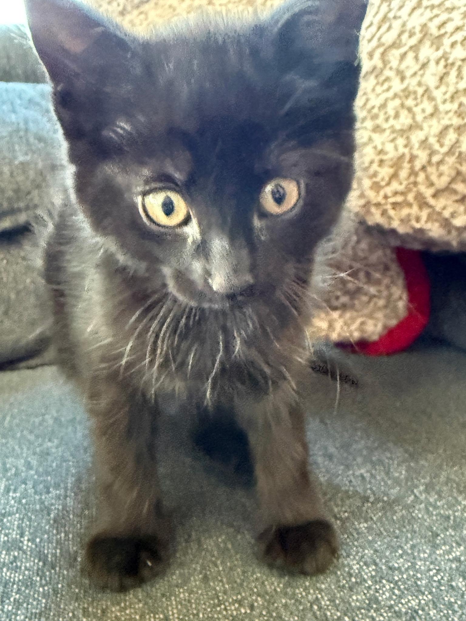 Enlarge Isabelle, a ADOPTABLE Domestic Short Hair in Pasco, WA image 2/3